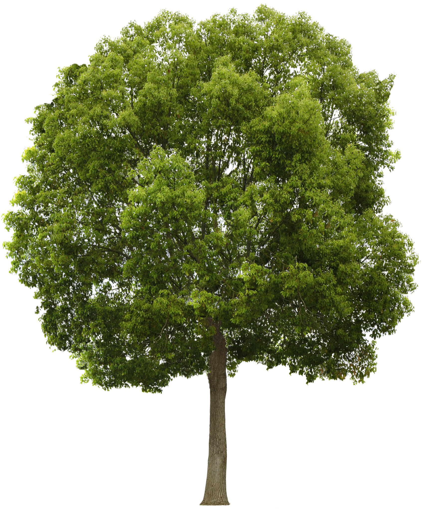 Green tree